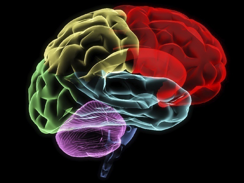 Brain